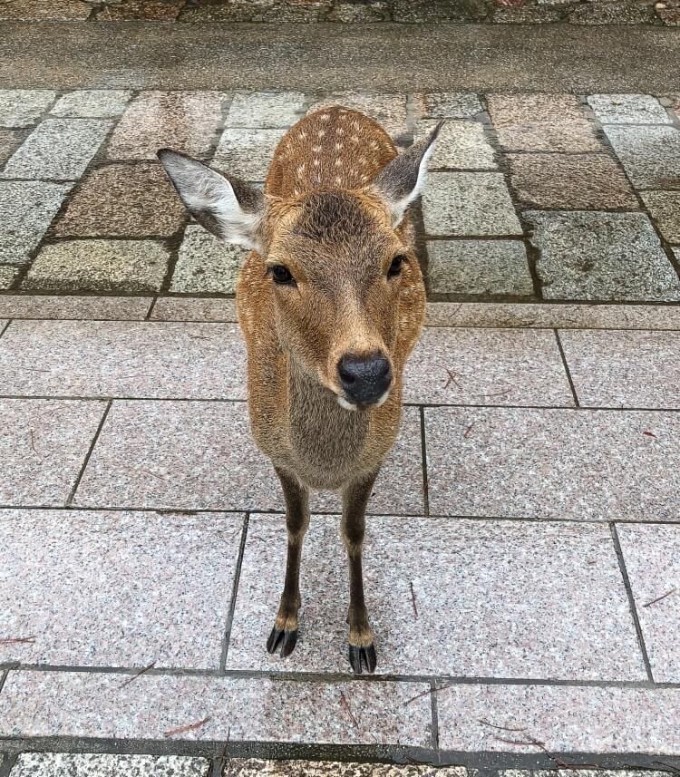 A young deer close up