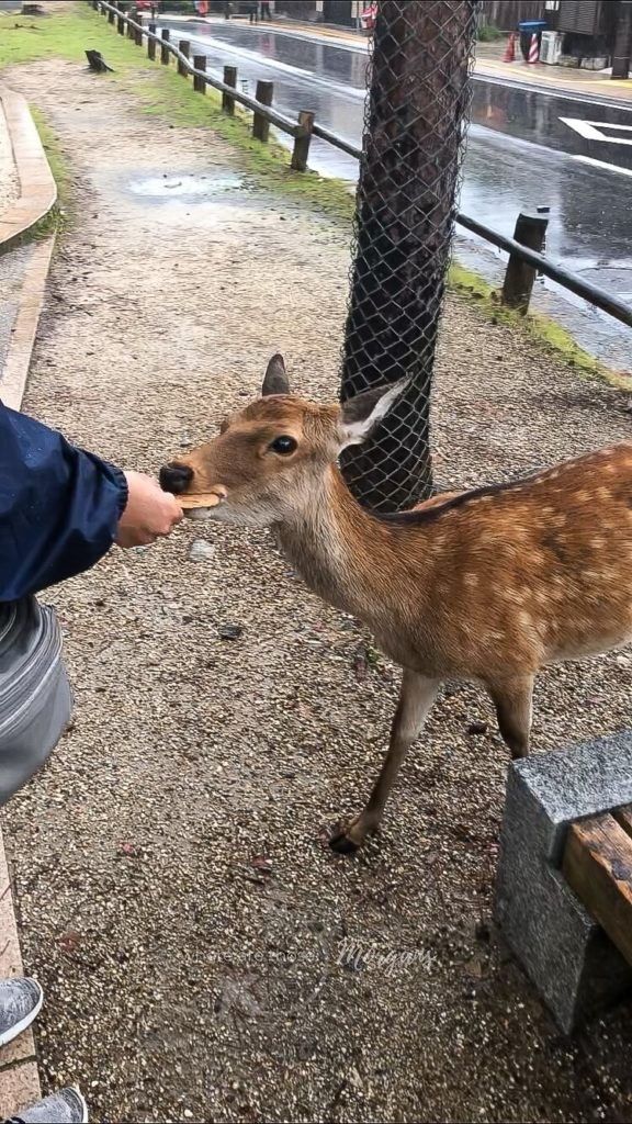 A young deer being fed a deer cracker at Nara deer park