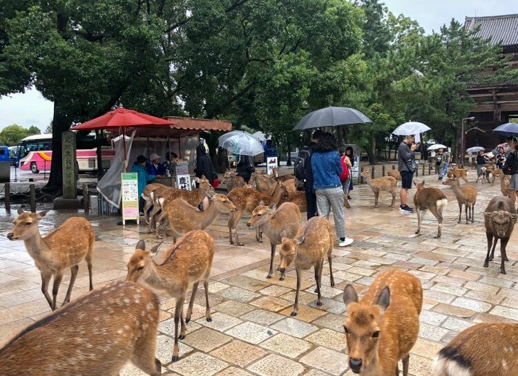 Lots of deer interacting with tourists in Japan