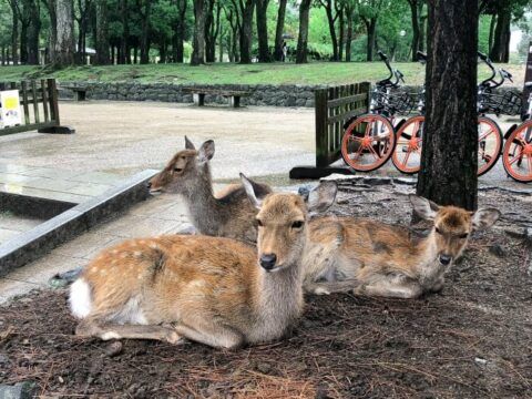 Nara Deer Park: How To Avoid Being Bitten By Hungry Sika Deer