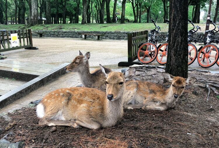 Three deer sitting together on a hill in Nara deer park