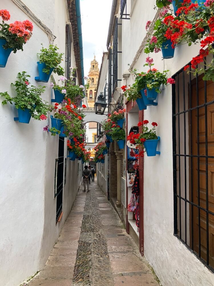 red flowers hanging in blue buckets on the street