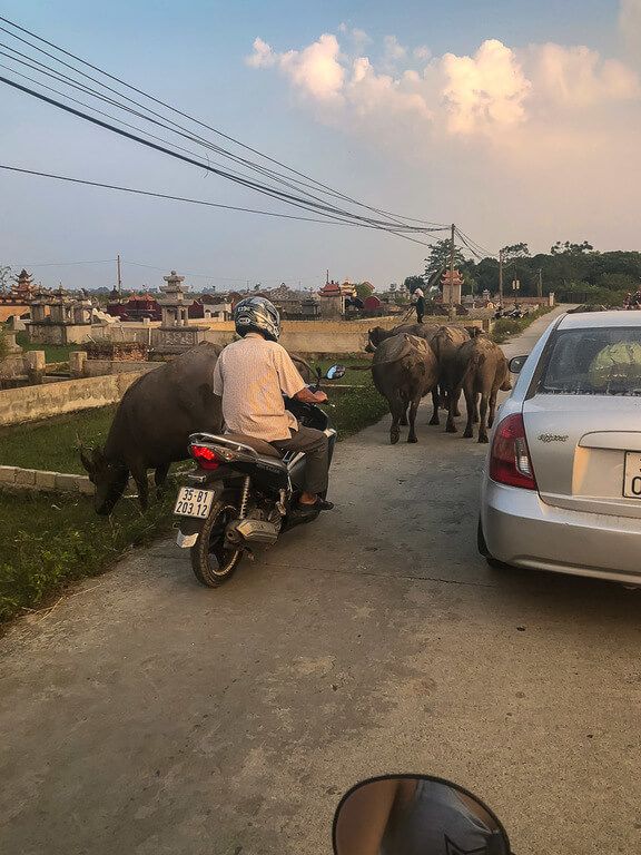 Buffalo causing a backup of traffic in Tam Coc