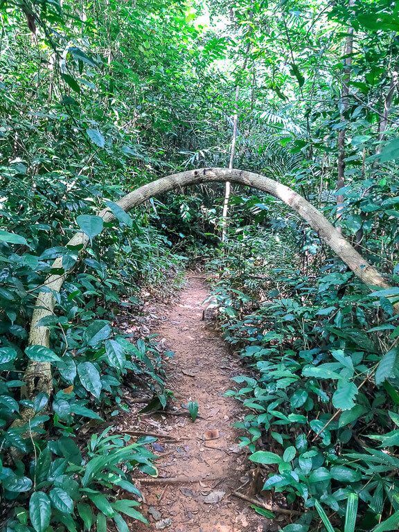 A dirt footpath through botanic gardens with tree bent across path