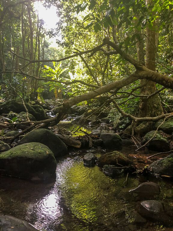 River rocks and trees in botanic gardens