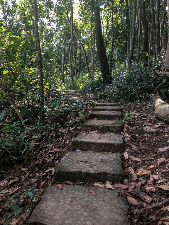 Thick paving slabs making footpath through forest