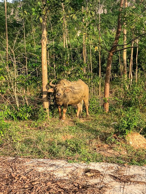 water buffalo covered in mud in vietnam
