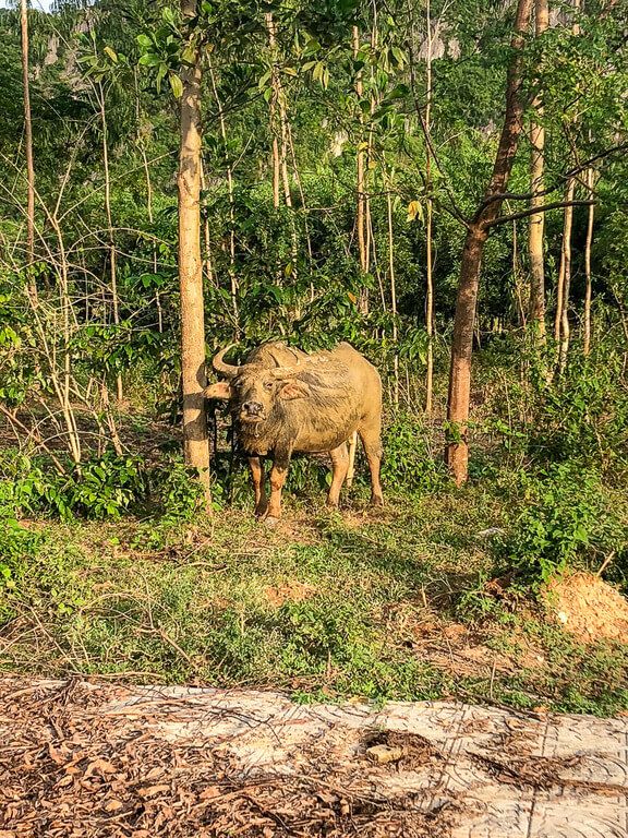 Water buffalo covered in mud in vietnam