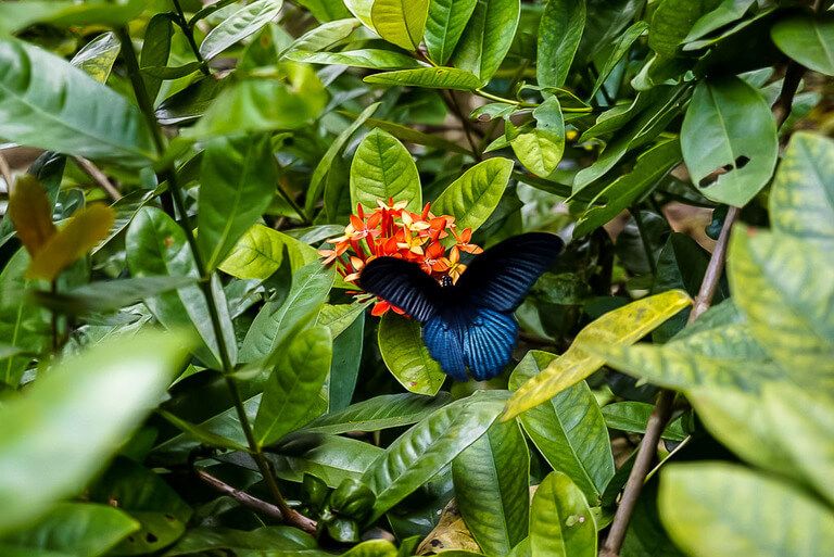 gorgeous black butterfly on a red flower at Bich Dong pagoda ninh Binh