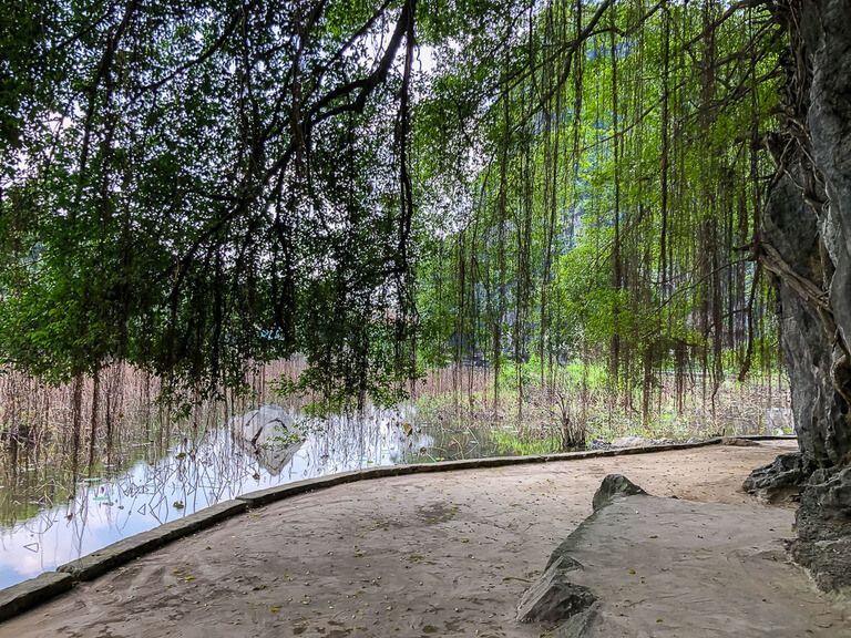 Overhanging draping tree branches at entrance to Bich Dong