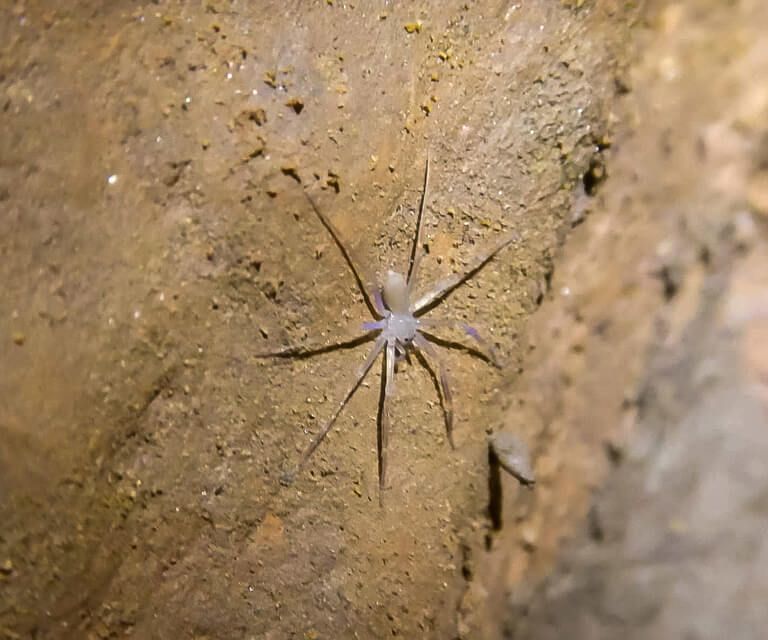 A large clear spider hanging on a cave wall