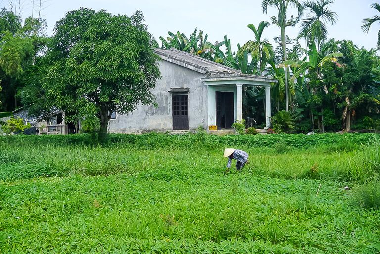 Woman farming a green rice paddy in the beautiful rural countryside