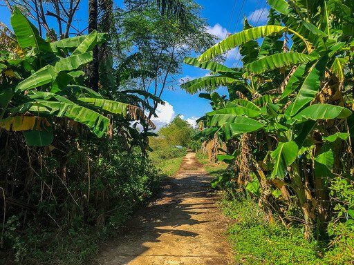 Narrow dirt path running through green vegetation in Vietnam