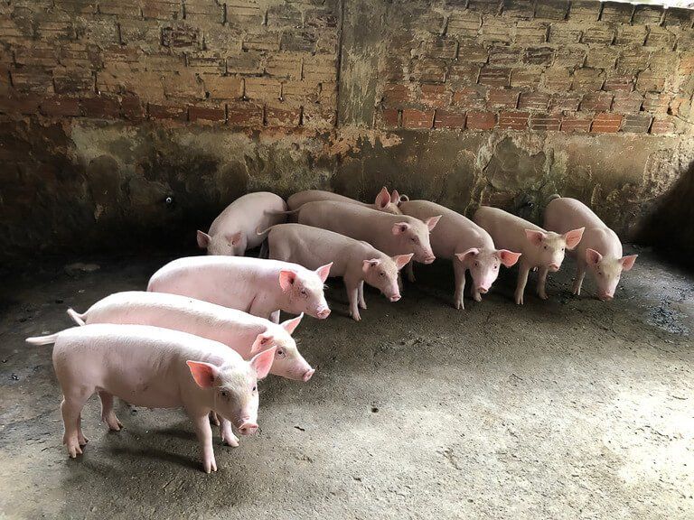 10 pink pigs in a stone room vietnam