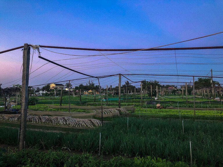 Green rice terraces at sunset in Hoi An Vietnam