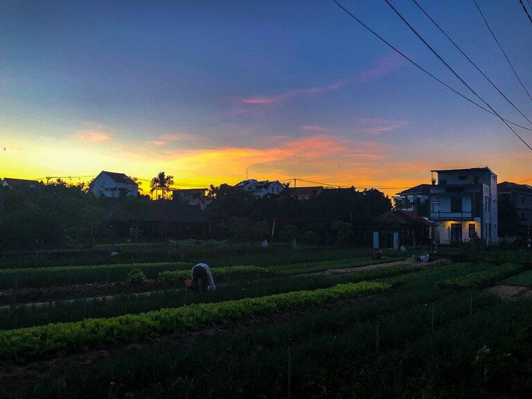 farmers tending to rice at sunset in Hoi An