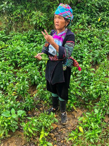 sapa guide with indigo plant