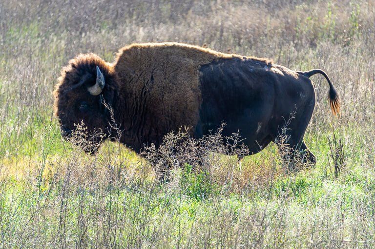 Side profile bison photography at badlands national park SD