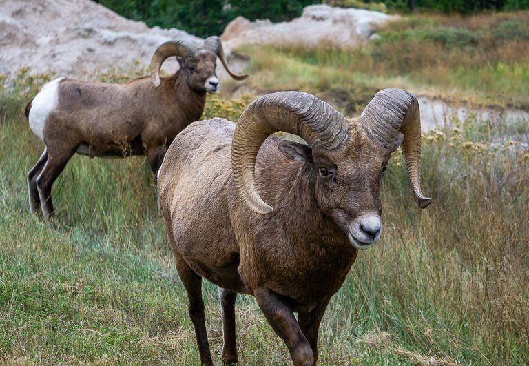 Amazing bighorn sheep at badlands national park