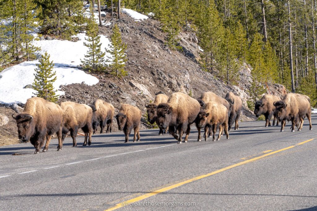 Bison walking on road in Yellowstone National Park one of the top things to see with an america the beautiful pass