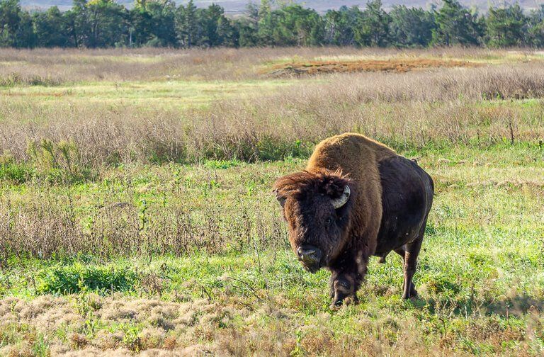 American Bison walking through Badlands South Dakota