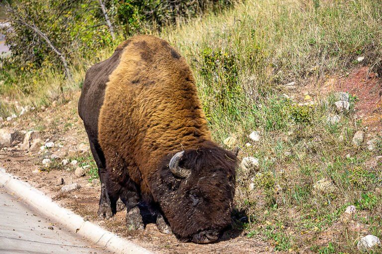 Huge brown bison on side of road wildlife loop Custer state park