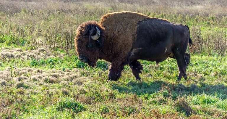 Side profile view of bison in sunshine walking through field near sage creek campground