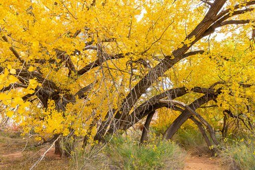 Tree with stunning yellow leaves in Capitol Reef