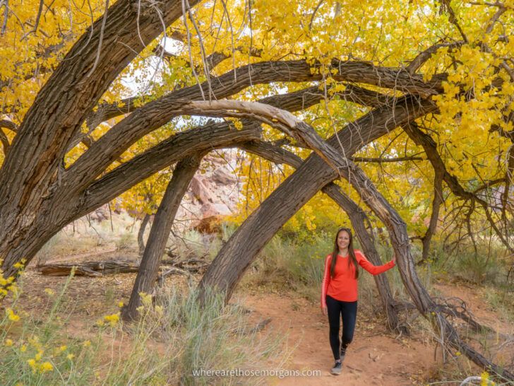 Capitol Reef photography woman stood underneath tree with overhanging branches and yellow leaves in Utah