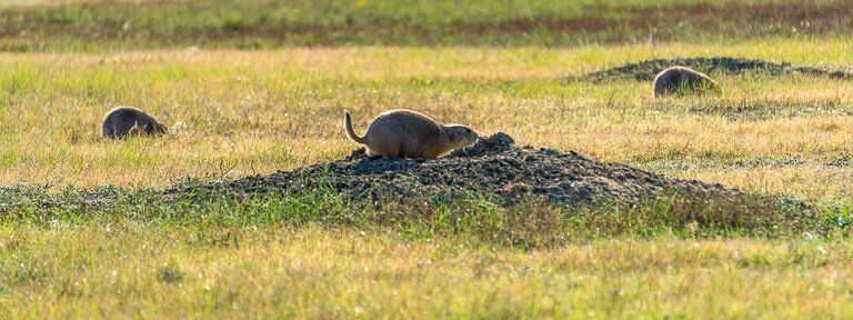 Solo prairie dog on the lookout and running between holes badlands