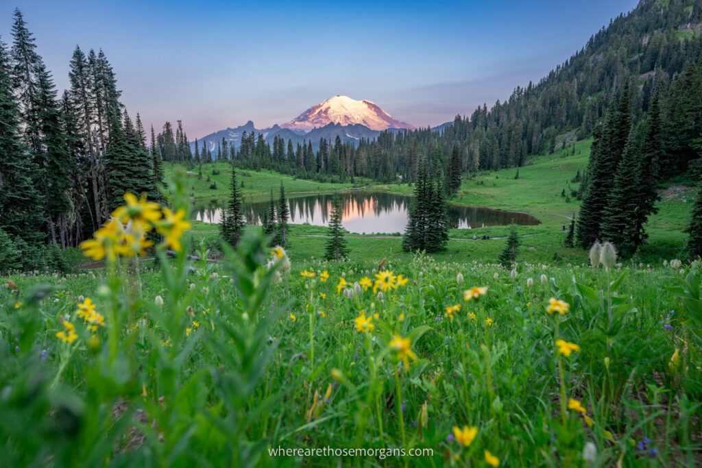Mount Rainier at sunrise reflecting in lake and green grass with wildflowers foreground one of the most popular places to visit with america the beautiful national parks pass