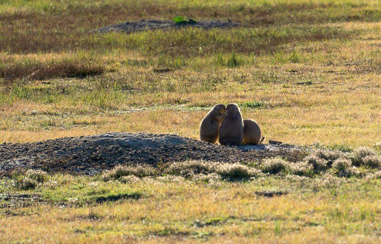 Three prairie dogs congregating over one hole sage creek campground