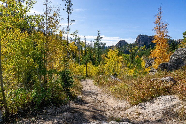 Hike trail in shadow with gorgeous colors black hills forest