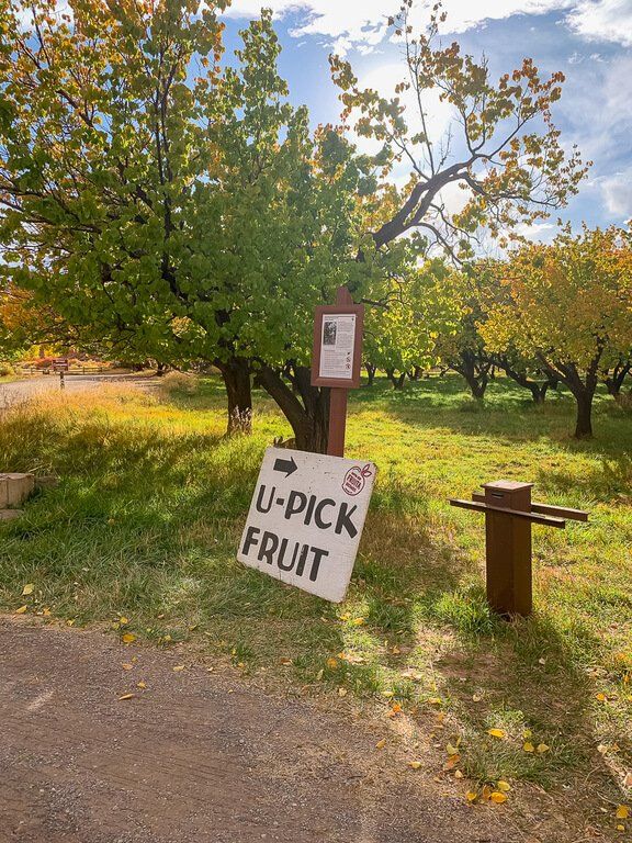 U Pick Fruit sign at an orchard in Capitol Reef