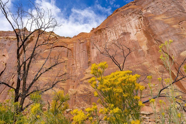 Towering red rock face with yellow plants and trees