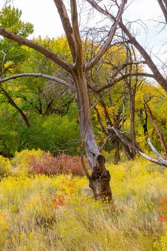 Bare tree surrounded by gorgeous colorful vegetation Utah