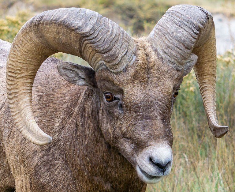 Bighorn Sheep close up shot at badlands national park