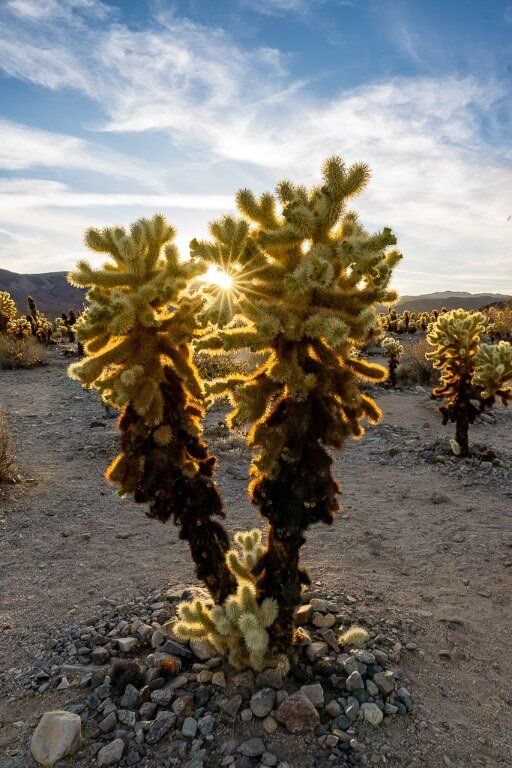 Two cacti slightly parted with sunburst one day at Joshua Tree national park