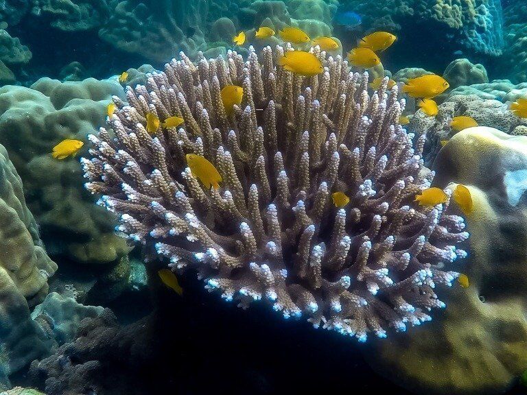 Colorful coral reef and orange fish on Koh Lipe itinerary snorkel trip