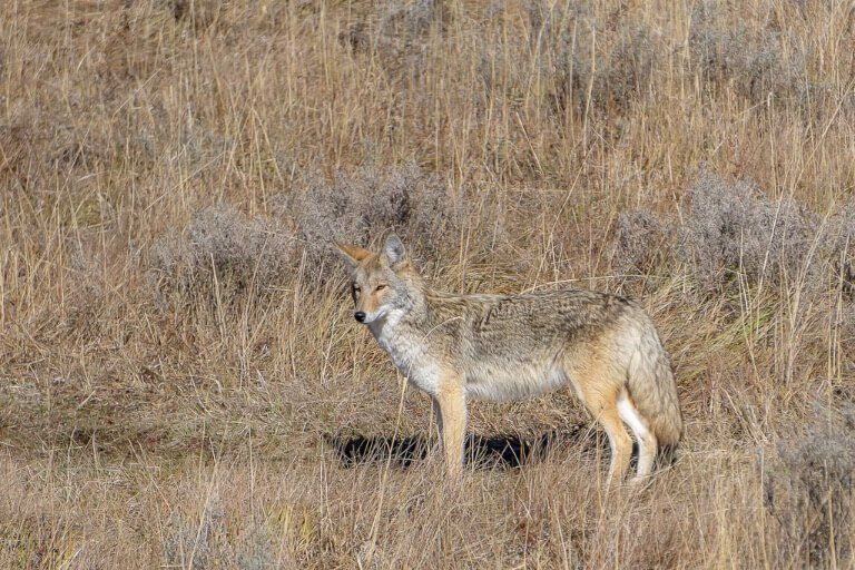 Coyote camouflage into bush and long grass 4 days yellowstone itinerary