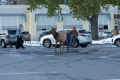 Mule deer walking around mammoth hot springs hotel carpark