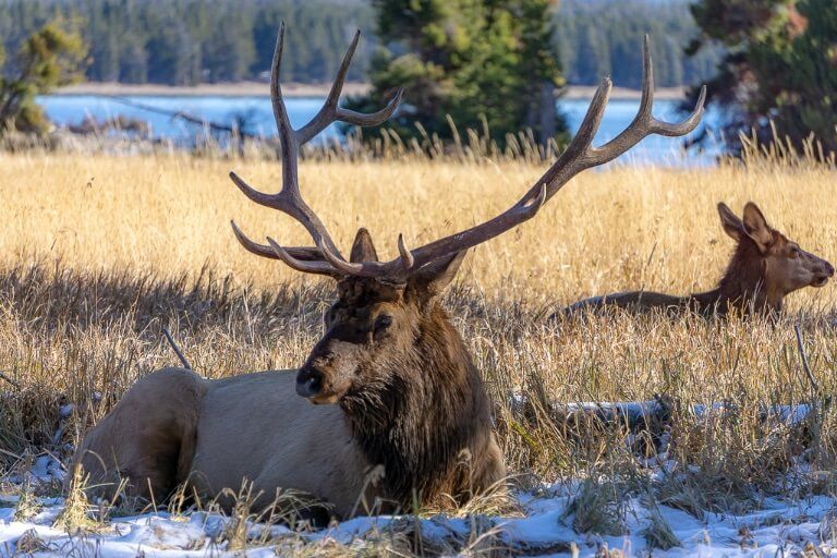 Elk with huge antlers laying in long grass and snow Yellowstone Lake