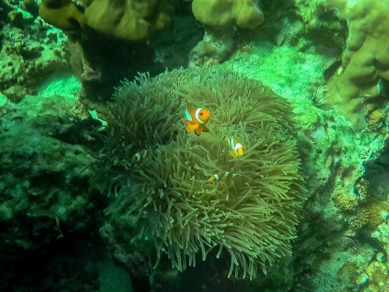 Clown fish snorkelling trip in the Andaman sea