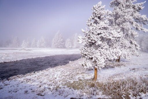 White trees frozen with snow on next to river in yellowstone