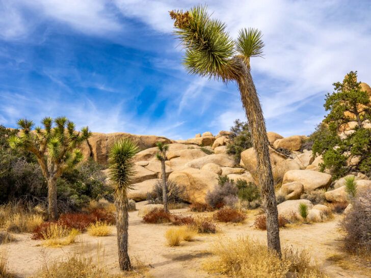 Joshua Tree day trip the best things to do in one day at Joshua Tree National Park California