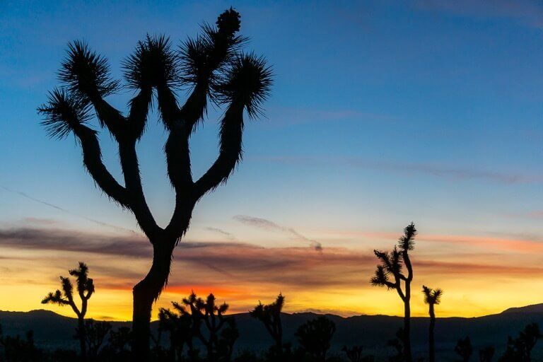 Gorgeous sunset colors and silhouetted Joshua Trees day trip