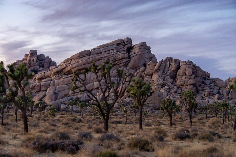 Awesome view of Joshua Trees against boulders at twilight purple skies