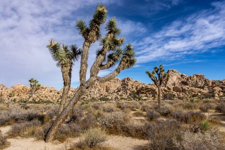 Leaning Joshua Tree with rocks and blue sky background