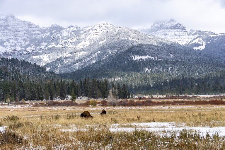 Lamar Valley Tower-Roosevelt Yellowstone bison mountains