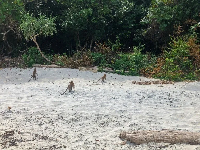 Mischievous monkeys on snorkel tour program 2 Koh Lipe Thailand stealing food from tourists